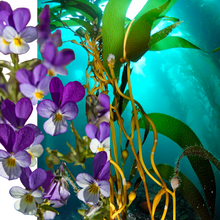 Load image into Gallery viewer, WILD PANSY Sea Serum
